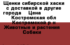 Щенки сибирской хаски с доставкой в другие города. › Цена ­ 7000-13000 - Костромская обл., Костромской р-н Животные и растения » Собаки   